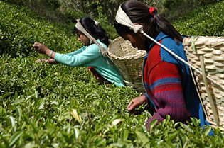 tea-garden-illam-nepal
